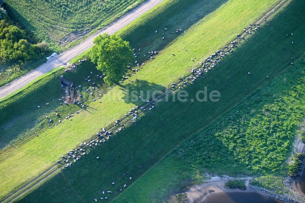 Luftaufnahme Wulkau - Grasflächen- Strukturen einer Wiesen- Weide mit Schaf - Herde in Wulkau im Bundesland Sachsen-Anhalt, Deutschland