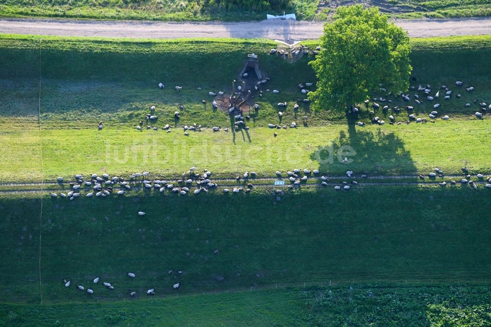 Wulkau von oben - Grasflächen- Strukturen einer Wiesen- Weide mit Schaf - Herde in Wulkau im Bundesland Sachsen-Anhalt, Deutschland