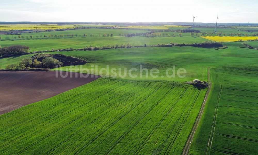 Carzig von oben - Grüne Getreidefeld- Strukturen in Carzig im Bundesland Brandenburg, Deutschland