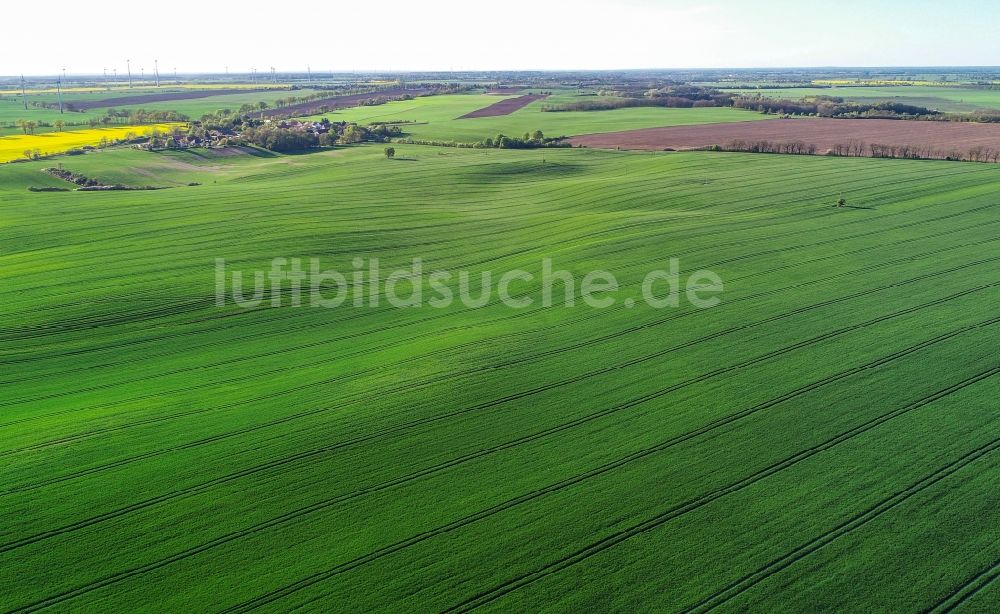 Luftbild Carzig - Grüne Getreidefeld- Strukturen in Carzig im Bundesland Brandenburg, Deutschland