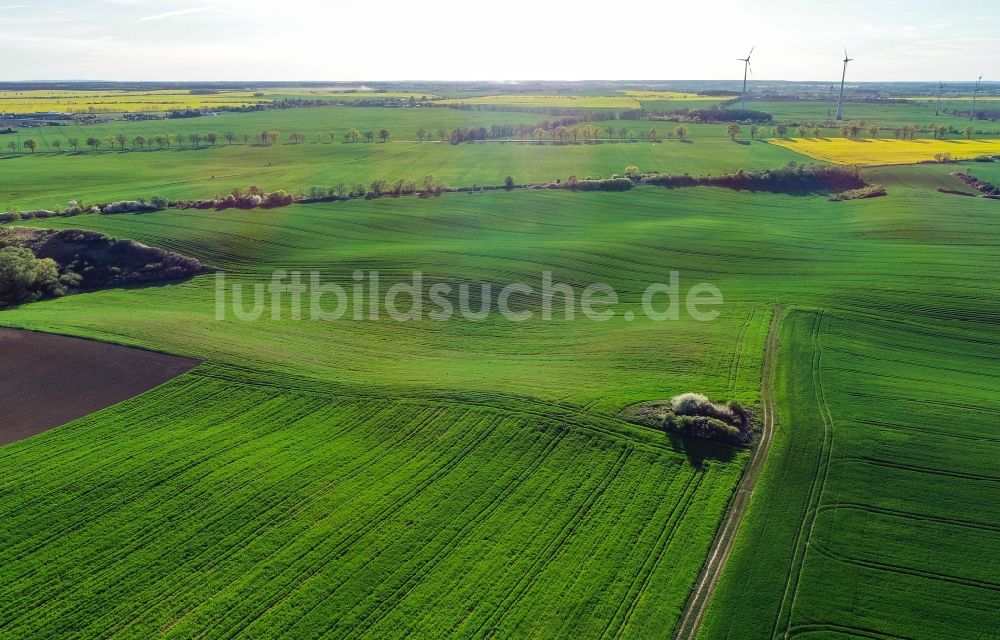Luftaufnahme Carzig - Grüne Getreidefeld- Strukturen in Carzig im Bundesland Brandenburg, Deutschland