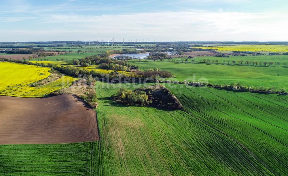 Luftbild Carzig - Grüne Getreidefeld- Strukturen in Carzig im Bundesland Brandenburg, Deutschland