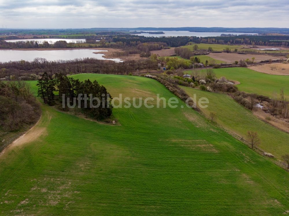 Angermünde von oben - Grüne Getreidefeld- Strukturen am Parsteinsee im Bundesland Brandenburg, Deutschland