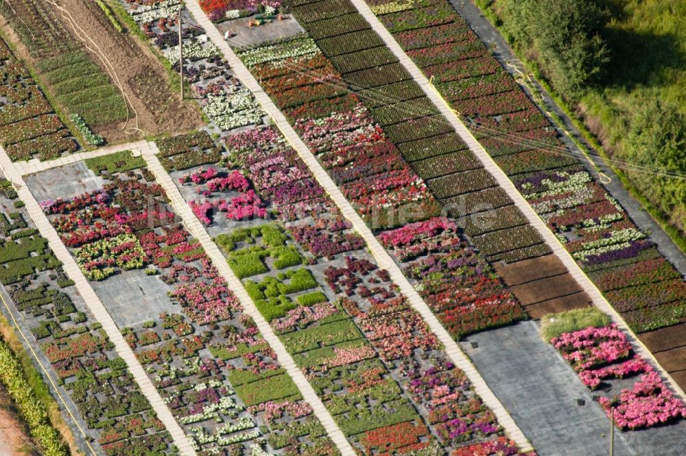 Luftaufnahme Bigguro - Gärtnerei Blumenzucht in Bigguro in Toscana, Italien