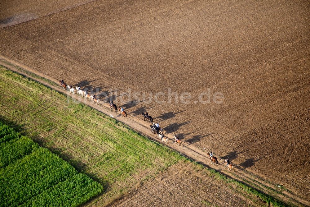Luftbild Wintzenbach - Gruppe von Reitern auf Feldweg in Wintzenbach in Grand Est, Frankreich