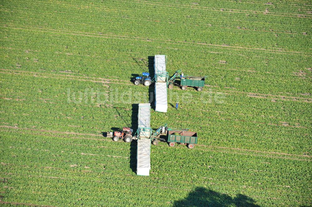 Luftaufnahme Stolzenhain - Gurkenernte auf Feldern bei Stolzenhain / Schmielsdorf in Brandenburg
