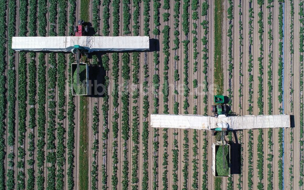 Luftbild Niewitz - Gurkenernte auf landwirtschaftlichen Feldern in Niewitz im Bundesland Brandenburg, Deutschland