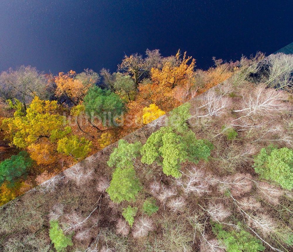 Luftaufnahme Treplin - Herbst - Winter Zustand der Baumspitzen im Waldgebiet am Trepliner See in Treplin im Bundesland Brandenburg, Deutschland
