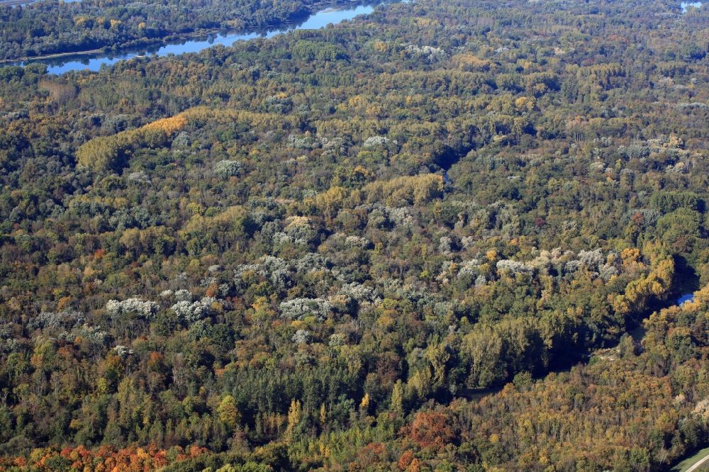 Rheinhausen von oben - Herbstfarben in der Auen Landschaft an den Uferbereichen des Altrhein im Naturschutzgebiet Taubergießen bei Rust im Bundesland Baden-Württemberg