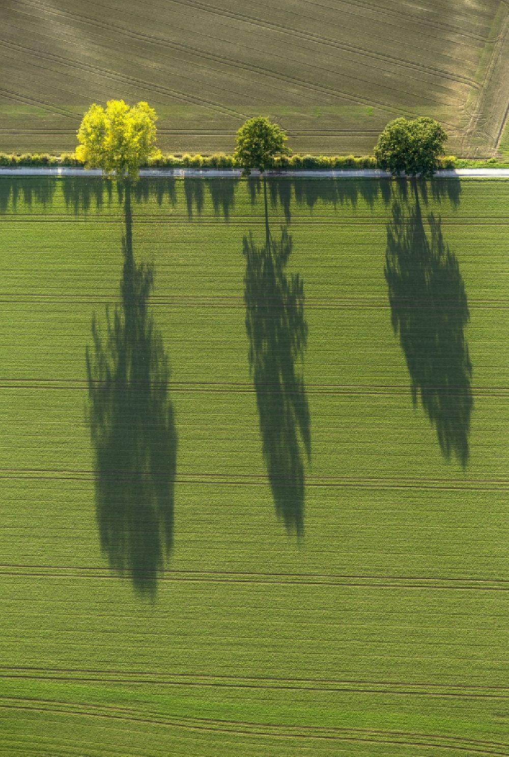 Luftaufnahme Werl - Herbstimpressionen mit langen Schatten von Feldern umsäumenden Baumreihen in der Soester Börde bei Werl im Bundesland Nordrhein-Westfalen