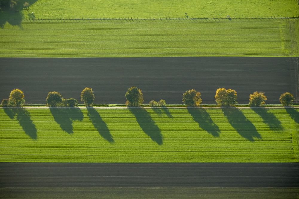 Werl aus der Vogelperspektive: Herbstimpressionen mit langen Schatten von Feldern umsäumenden Baumreihen in der Soester Börde bei Werl im Bundesland Nordrhein-Westfalen