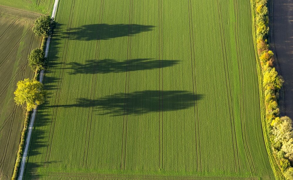 Luftaufnahme Werl - Herbstimpressionen mit langen Schatten von Feldern umsäumenden Baumreihen in der Soester Börde bei Werl im Bundesland Nordrhein-Westfalen