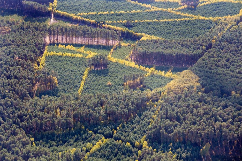 Bytomiec aus der Vogelperspektive: Herbstlich bunt gefärbte Laubbaum- Baumspitzen in einem Waldgebiet in Bytomiec in Lubusz Voivodeship, Polen