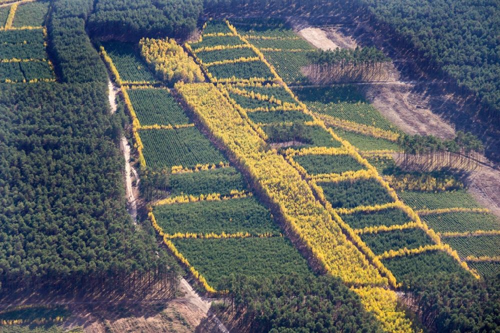 Bytomiec aus der Vogelperspektive: Herbstlich bunt gefärbte Laubbaum- Baumspitzen in einem Waldgebiet in Bytomiec in Lubusz Voivodeship, Polen