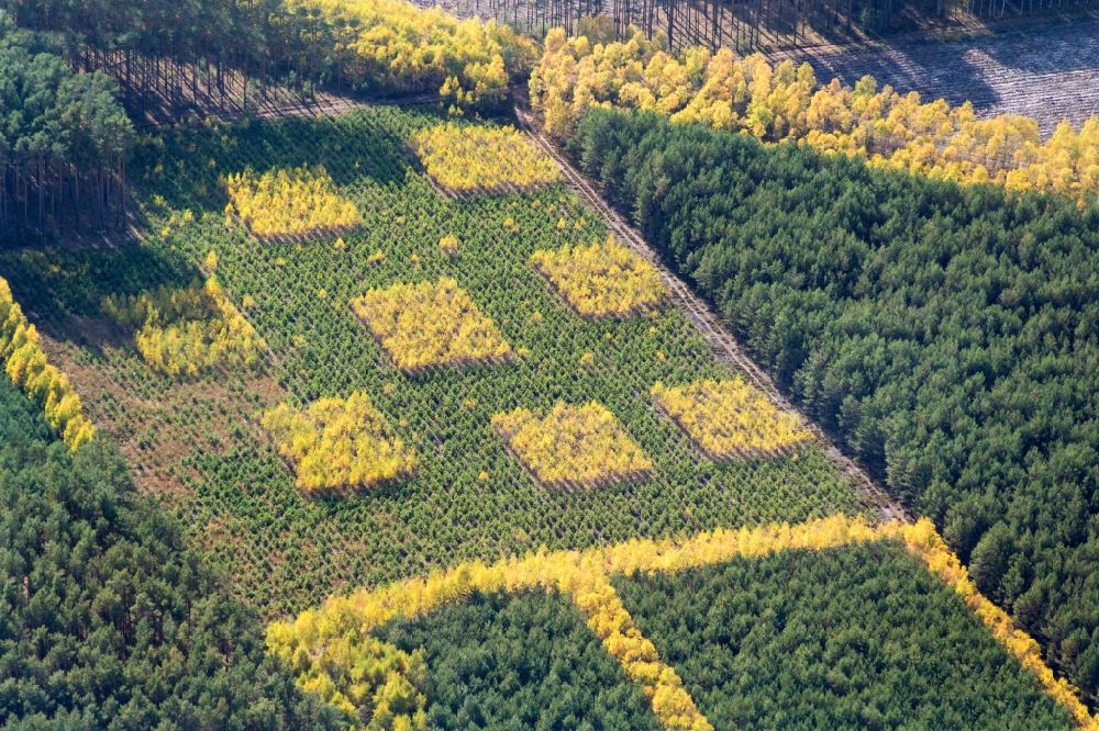 Luftbild Bytomiec - Herbstlich bunt gefärbte Laubbaum- Baumspitzen in einem Waldgebiet in Bytomiec in Lubusz Voivodeship, Polen