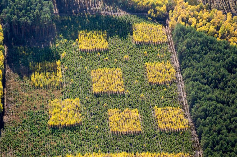 Luftaufnahme Bytomiec - Herbstlich bunt gefärbte Laubbaum- Baumspitzen in einem Waldgebiet in Bytomiec in Lubusz Voivodeship, Polen