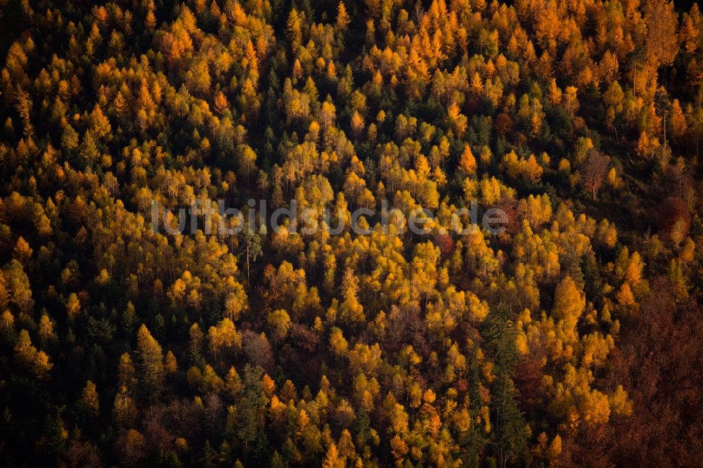Luftbild Gosbach - Herbstlich bunt gefärbte Laubbaum- Baumspitzen in einem Waldgebiet in Gosbach im Bundesland Baden-Württemberg