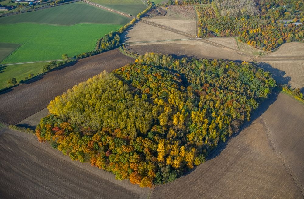 Hamm von oben - Herbstlich bunt gefärbte Laubbaum- Baumspitzen in einem Waldgebiet in Hamm im Bundesland Nordrhein-Westfalen