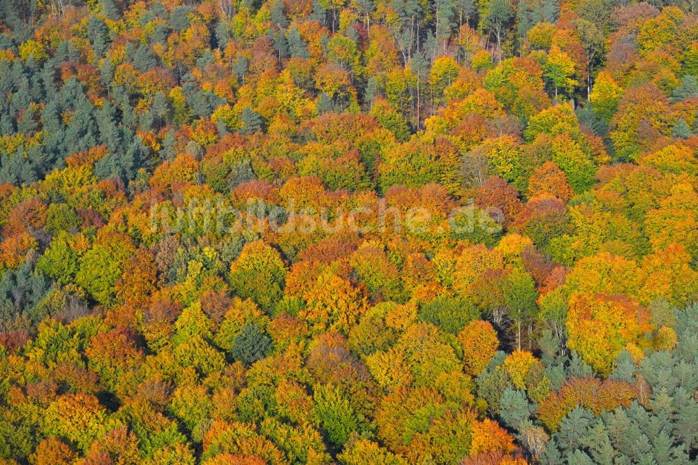 Luftbild Ladeburg - Herbstlich bunt gefärbte Laubbaum- Baumspitzen in einem Waldgebiet in Ladeburg im Bundesland Brandenburg, Deutschland