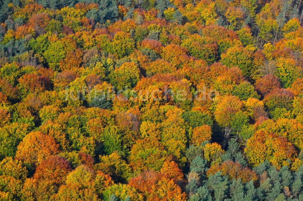 Luftaufnahme Ladeburg - Herbstlich bunt gefärbte Laubbaum- Baumspitzen in einem Waldgebiet in Ladeburg im Bundesland Brandenburg, Deutschland