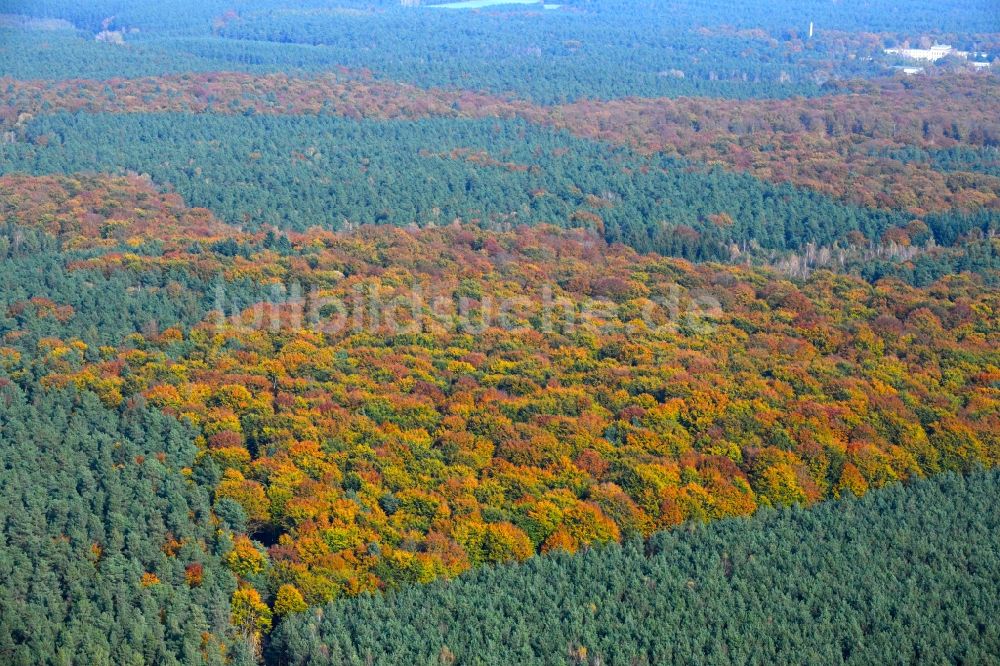 Lanke von oben - Herbstlich bunt gefärbte Laubbaum- Baumspitzen in einem Waldgebiet in Lanke im Bundesland Brandenburg, Deutschland