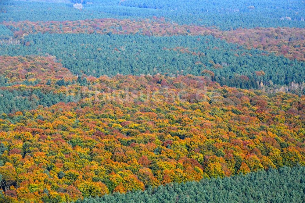 Lanke aus der Vogelperspektive: Herbstlich bunt gefärbte Laubbaum- Baumspitzen in einem Waldgebiet in Lanke im Bundesland Brandenburg, Deutschland