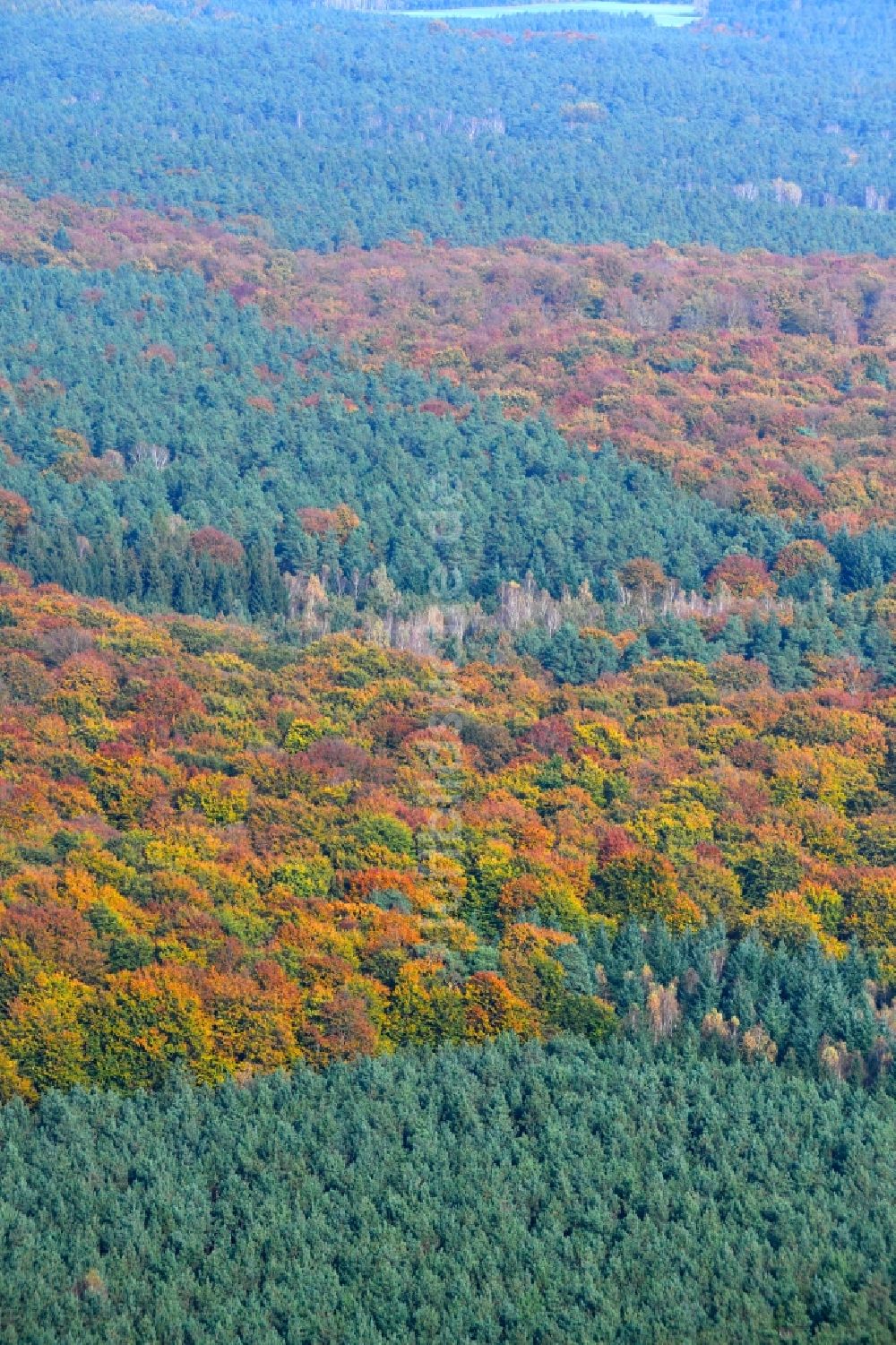 Luftbild Lanke - Herbstlich bunt gefärbte Laubbaum- Baumspitzen in einem Waldgebiet in Lanke im Bundesland Brandenburg, Deutschland