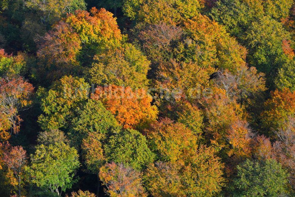 Luftaufnahme Lanke - Herbstlich bunt gefärbte Laubbaum- Baumspitzen in einem Waldgebiet in Lanke im Bundesland Brandenburg, Deutschland