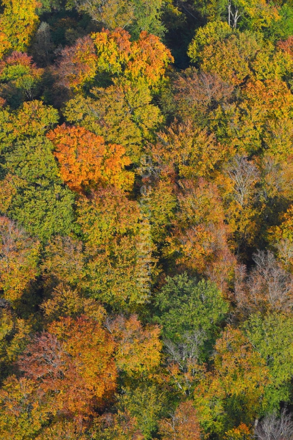 Lanke von oben - Herbstlich bunt gefärbte Laubbaum- Baumspitzen in einem Waldgebiet in Lanke im Bundesland Brandenburg, Deutschland