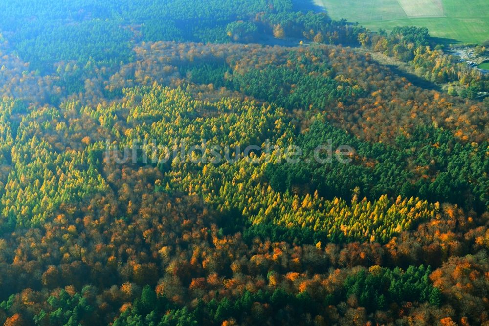 Luftaufnahme Hohenlychen - Herbstlich bunt gefärbte Laubbaum- Baumspitzen in einem Waldgebiet in Lychen im Bundesland Brandenburg, Deutschland