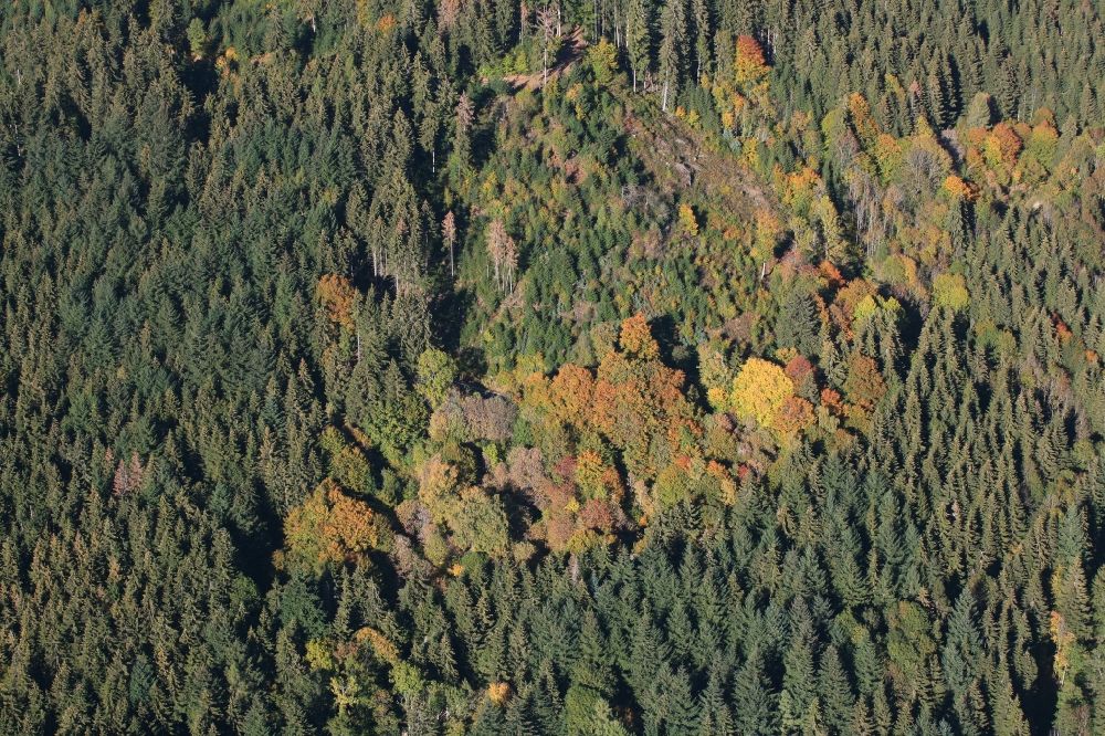 Steinen von oben - Herbstlich bunt gefärbte Laubbaum- Baumspitzen in einem Waldgebiet im Ortsteil Endenburg in Steinen im Bundesland Baden-Württemberg, Deutschland