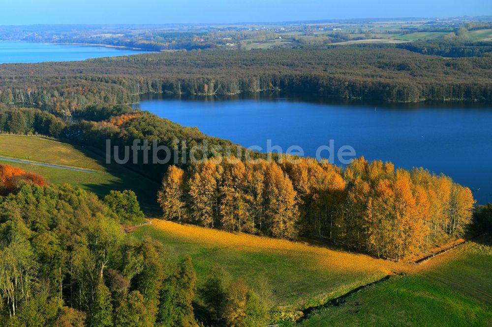 Penzlin aus der Vogelperspektive: Herbstlich bunt gefärbte Waldgebiete am Ufer des See Lieps in Penzlin im Bundesland Mecklenburg-Vorpommern, Deutschland