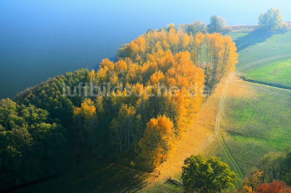 Luftaufnahme Penzlin - Herbstlich bunt gefärbte Waldgebiete am Ufer des See Lieps in Penzlin im Bundesland Mecklenburg-Vorpommern, Deutschland