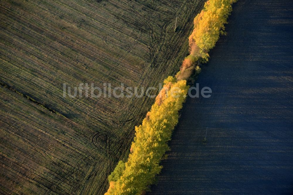 Nuthe-Urstromtal aus der Vogelperspektive: Herbstlich gelb- farbige Baumreihe an einem Feldrand in Nuthe-Urstromtal im Bundesland Brandenburg