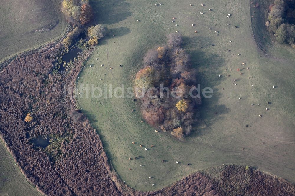 Lichterfelde von oben - Herbstliche Gras- Weideflächen- Strukturen einer Feld- Landschaft im Naturschutzgebiet Buckowseerinne bei Lichterfelde im Bundesland Brandenburg