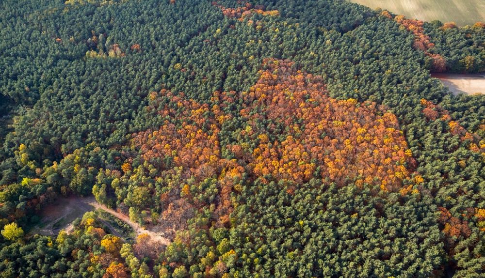Warendorf von oben - Herbstliche Laubbäume in einem Wald zwischen Warendorf und Velden im Bundesland Nordrhein-Westfalen