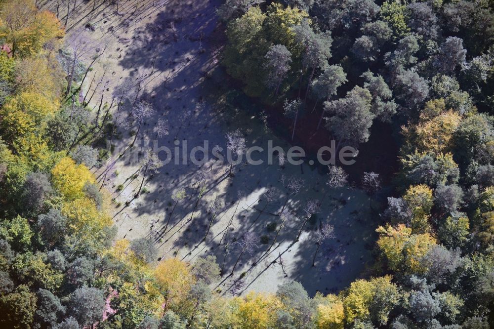 Luftaufnahme Eberswalde - Herbstliche Naturlandschaft nördlich von Eberswalde
