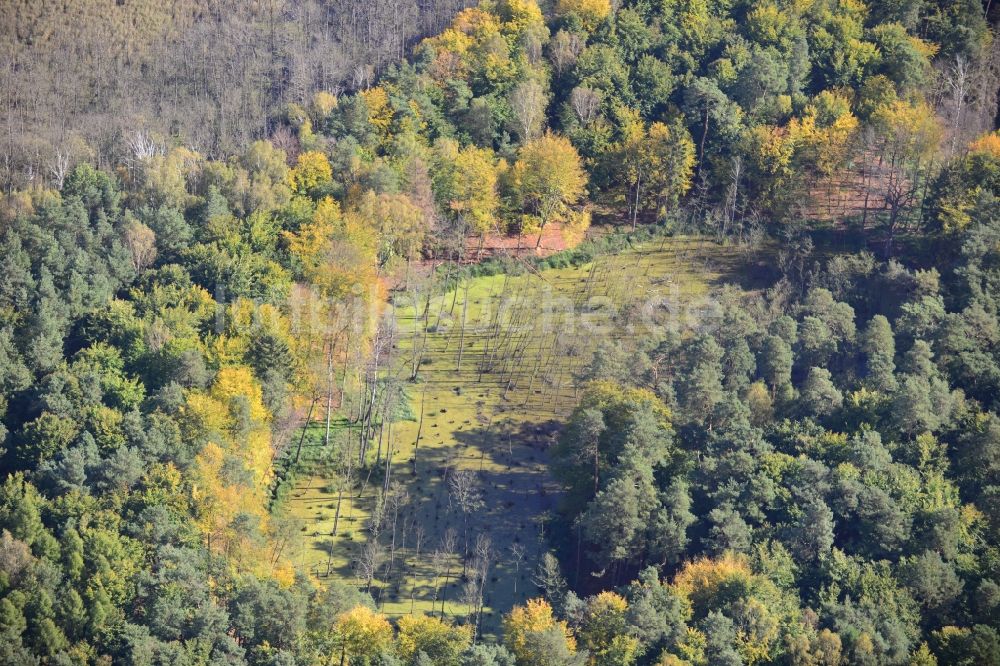 Eberswalde aus der Vogelperspektive: Herbstliche Naturlandschaft nördlich von Eberswalde