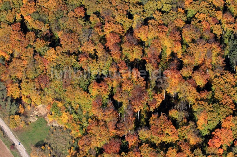 Luftbild Tonndorf - Herbstliche Wald- Landschaft bei Tonndorf in Thüringen