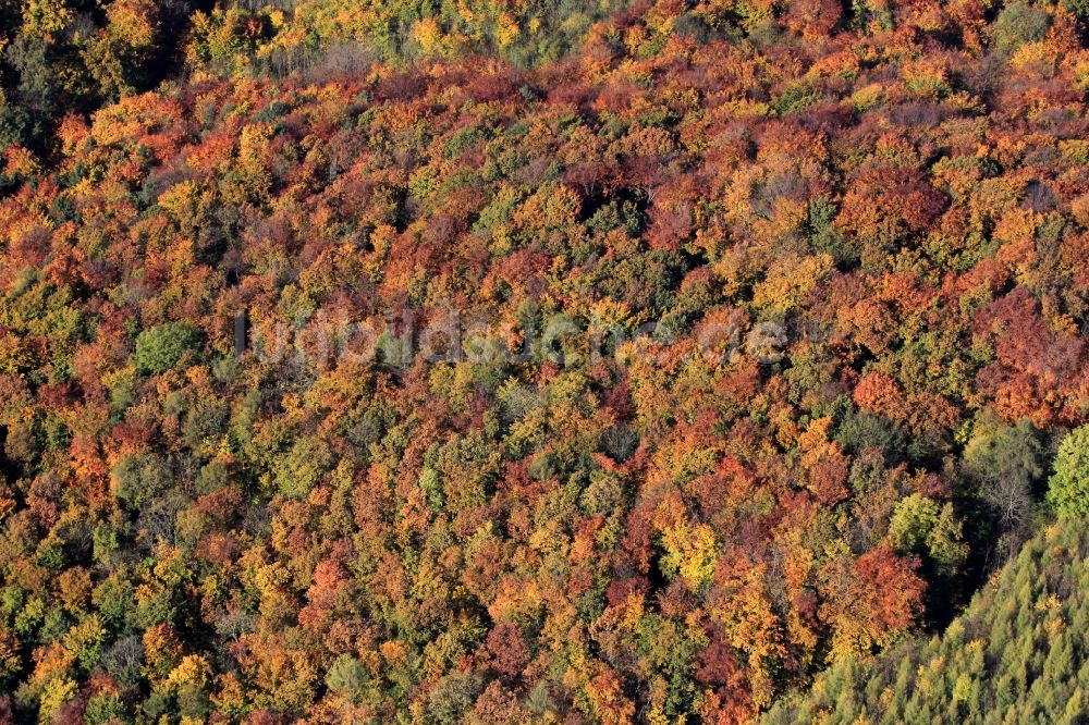 Tonndorf von oben - Herbstliche Wald- Landschaft bei Tonndorf in Thüringen