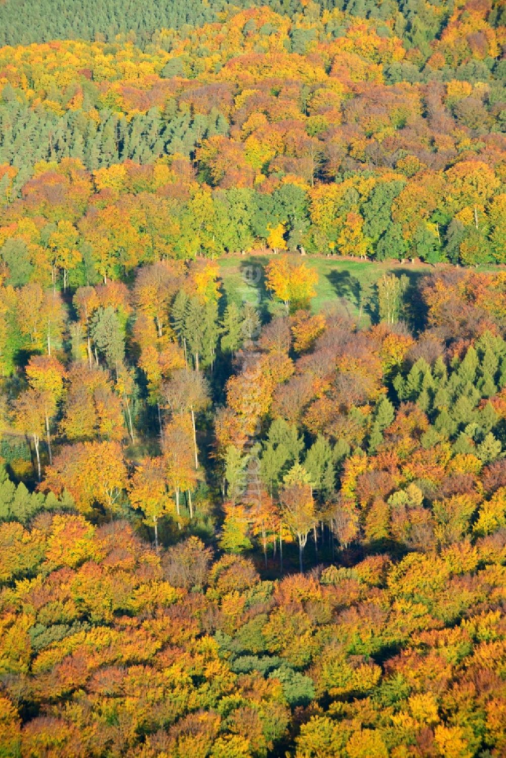Flechtingen von oben - Herbstliches Waldgebiet in Flechtingen im Bundesland Sachsen-Anhalt