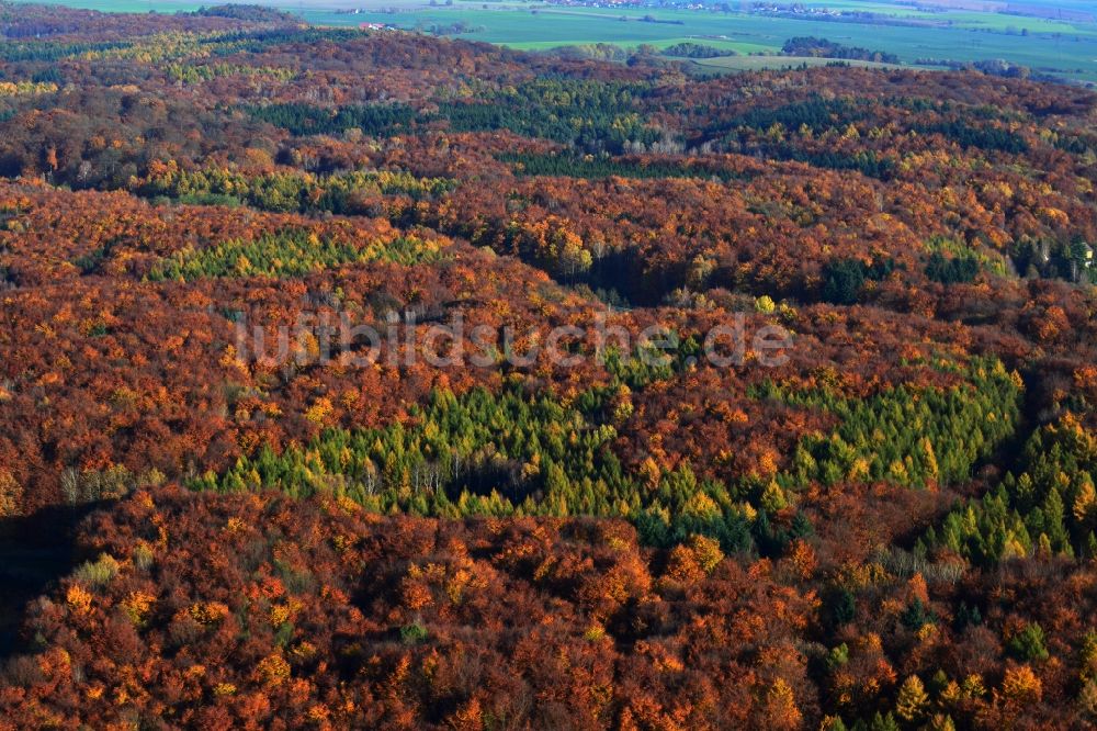 Oberuckersee von oben - Herbstliches Waldgebiet in Oberuckersee im Bundesland Brandenburg