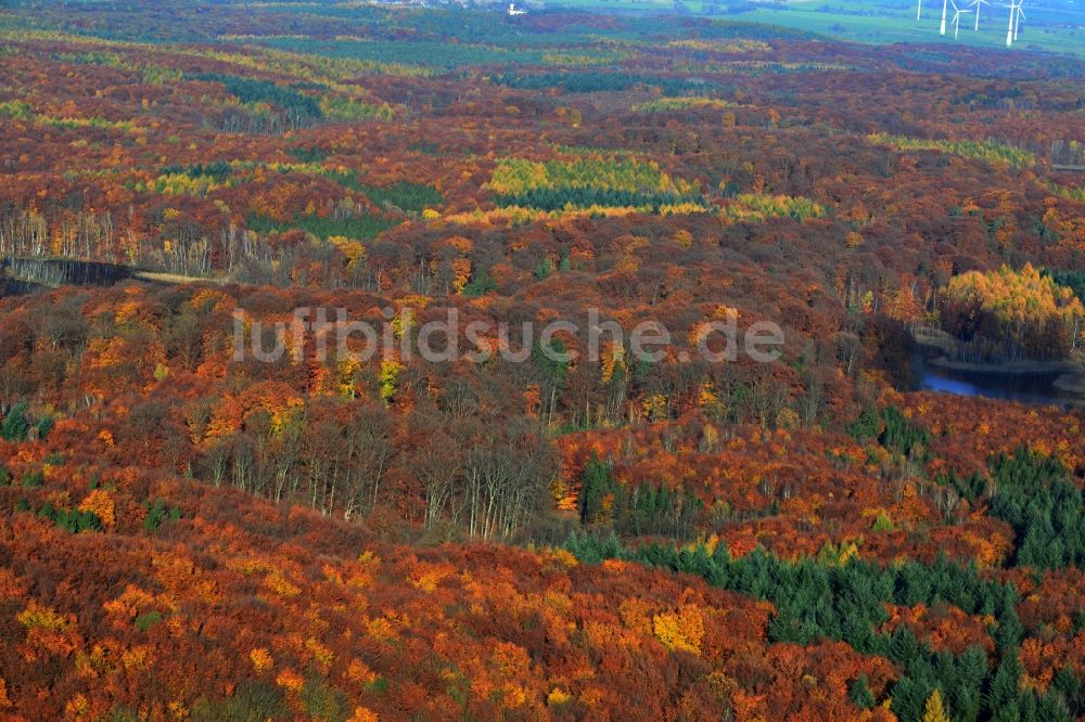 Luftbild Oberuckersee - Herbstliches Waldgebiet in Oberuckersee im Bundesland Brandenburg