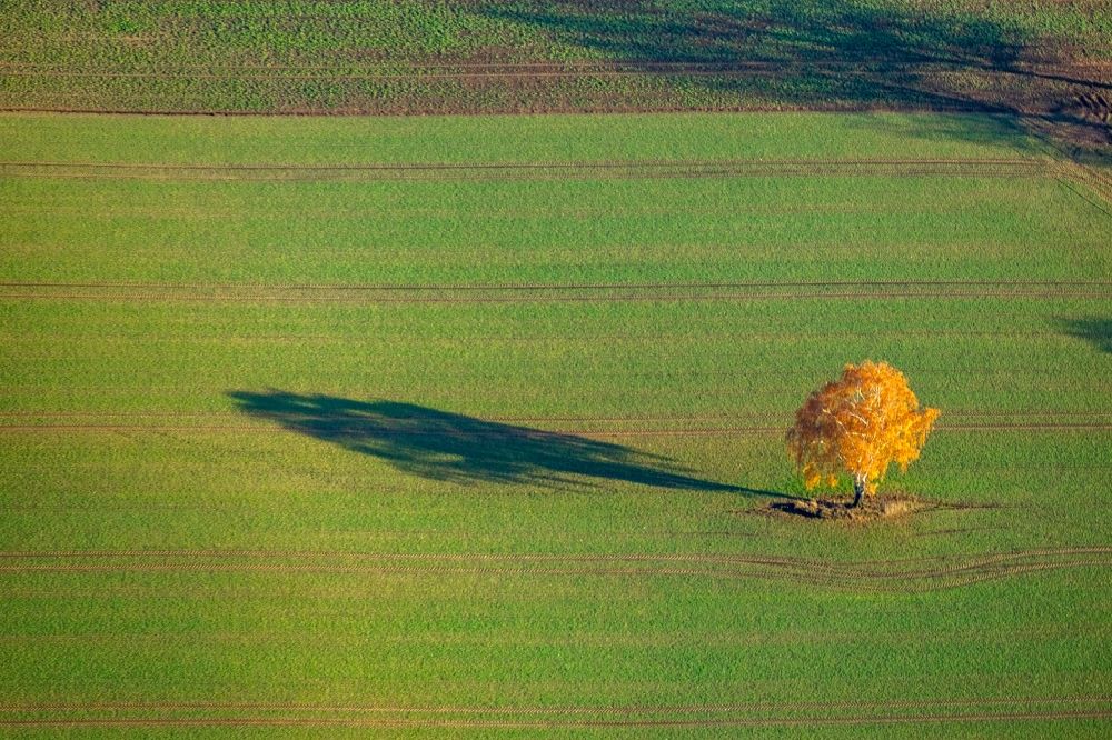 Luftaufnahme Haltern am See - Herbstluftbild Baum- Insel auf einem Feld in Haltern am See im Bundesland Nordrhein-Westfalen, Deutschland