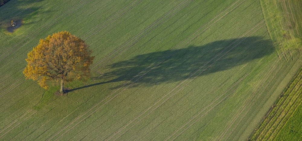 Gladbeck aus der Vogelperspektive: Herbstluftbild Baum mit Schattenbildung durch Lichteinstrahlung auf einem Feld in Gladbeck im Bundesland Nordrhein-Westfalen, Deutschland