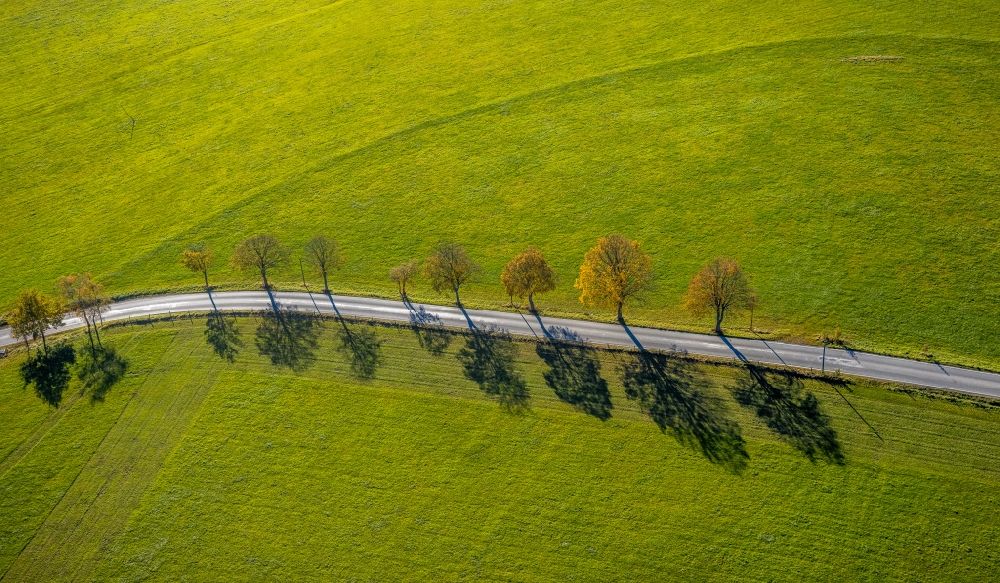 Grafschaft aus der Vogelperspektive: Herbstluftbild Baumreihe an einem Feldrand in Grafschaft im Bundesland Nordrhein-Westfalen, Deutschland