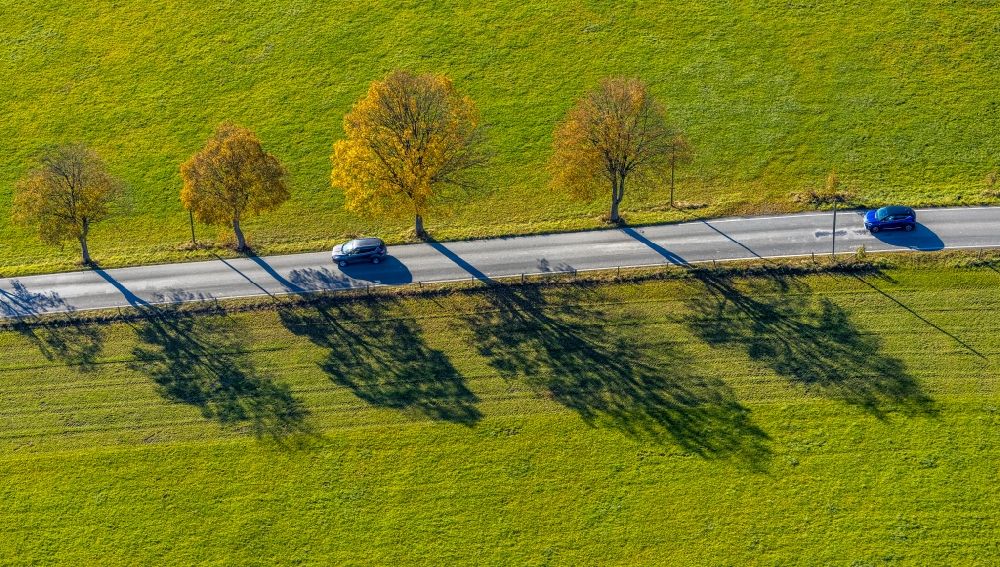 Luftbild Grafschaft - Herbstluftbild Baumreihe an einem Feldrand in Grafschaft im Bundesland Nordrhein-Westfalen, Deutschland