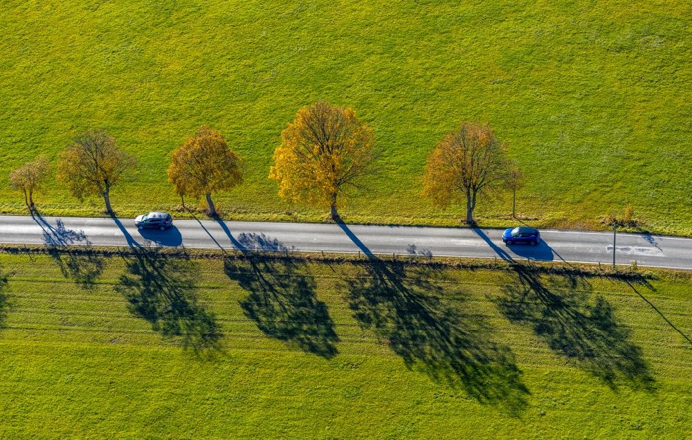 Luftaufnahme Grafschaft - Herbstluftbild Baumreihe an einem Feldrand in Grafschaft im Bundesland Nordrhein-Westfalen, Deutschland