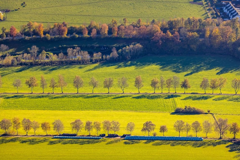 Luftbild Grafschaft - Herbstluftbild Baumreihe an einem Feldrand in Grafschaft im Bundesland Nordrhein-Westfalen, Deutschland