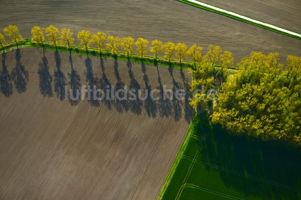 Wiesenbronn aus der Vogelperspektive: Herbstluftbild Baumreihe an einer Landstraße an einem Feldrand in Wiesenbronn im Bundesland Bayern, Deutschland